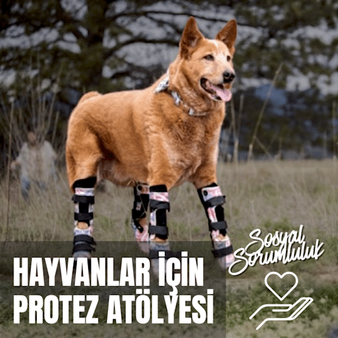 Hayvanlar için Protez Atölyesi